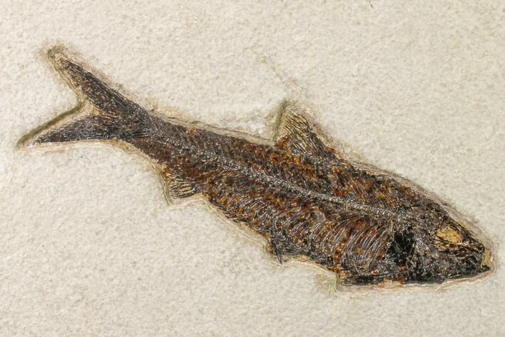 Fossil Fish (Knightia) From Wyoming - Large For Species #163434